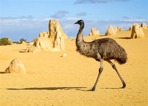 Australian Drought Driving More Frequent Encounters With Emus •