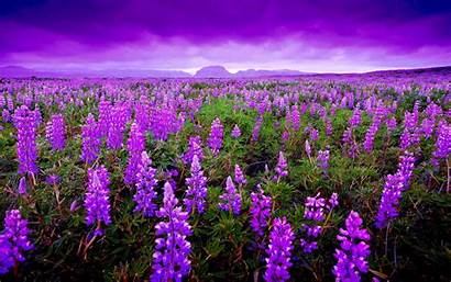 Flowers Flower Purple Iceland Lupin Fields Paradise