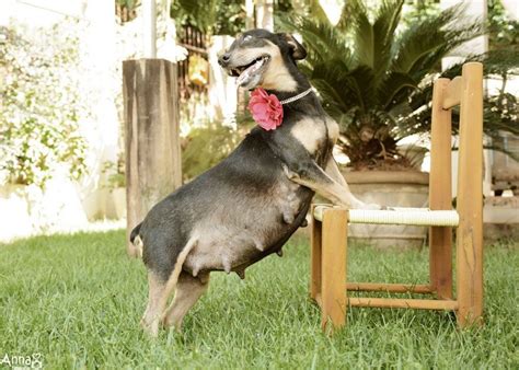 Cute Pregnant Dog Looks So Happy In Her Maternity Photo Shoots When