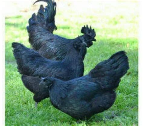 Pure Black Kadaknath Chicken At Rs 500kilogram Kathaldiha Bankura Id 20741961862
