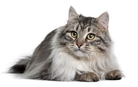 Are siberian cats good mousers/hunters? Cat breeds: the Siberian cat characteristics and behavior ...