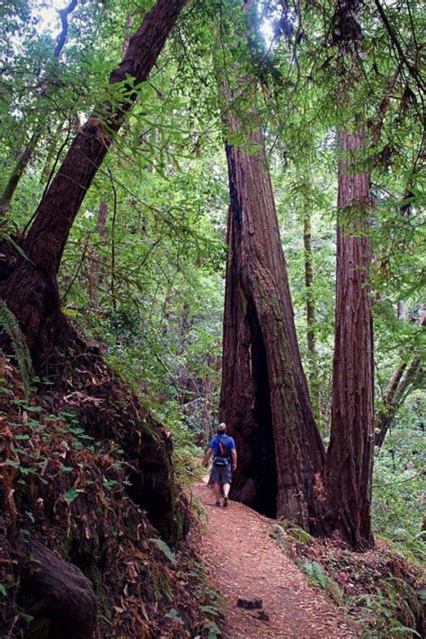 Berry Creek Falls Loop At Big Basin Redwoods State Park A Hiking Guide