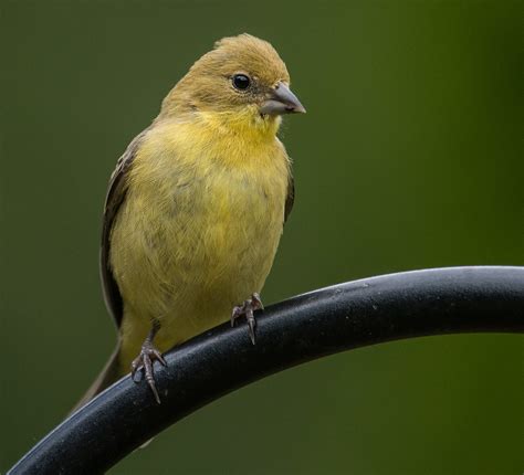 American Goldfinch Spinus Tristis Ne Portland Multnomah Flickr