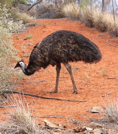 Wild Emu In The Red Outback Of Australia Near Ayers Rock Wild Emu In