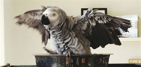 African Grey Parrot Species Characteristics And Care