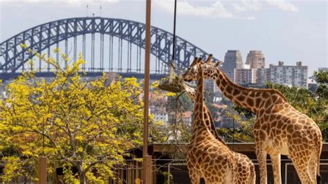 Zoo De Taronga à Sydney 10 Conseils Essentiels Pour Votre Visite