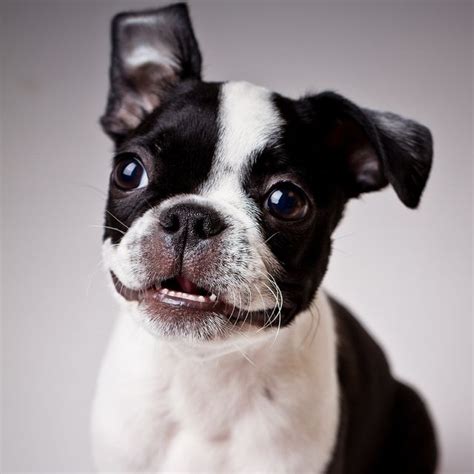 52 Best Boston Terrier Puppies Images On Pinterest Boston Terrier
