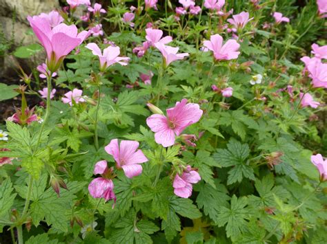 Seamless purple flowers and green leaves pattern,autumn. Free Stock Photo 12937 Bed of light purple flowers ...