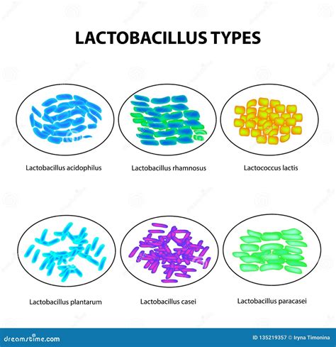 Types Of Lactobacilli Lactobacillus Good Intestinal Microflora Infographics Set Vector
