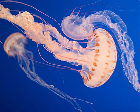 8 Types Of Jellyfish In Florida With Pictures And Videos Animal Hype