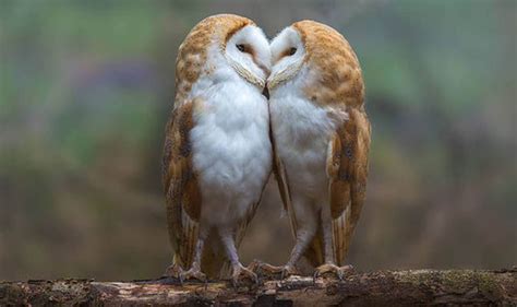 Lovebirds Adorable Moment Two Barn Owls Pucker Up For The Camera