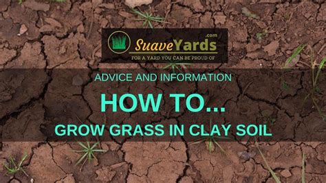 How To Grow Grass In Clay Soil 4 Steps To A Healthy Lawn