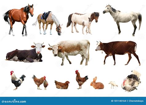 Collage Of Different Farm Animals On Background Stock Photo Image Of