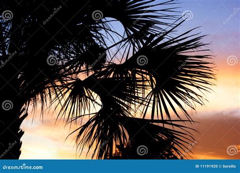 Palm Tree Silhouette With Sunset Stock Photo Image Of Tropical Trees