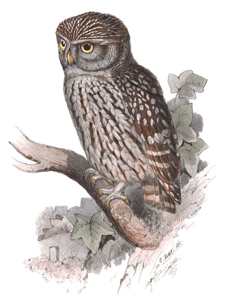 Little Owl Free Vintage Illustrations