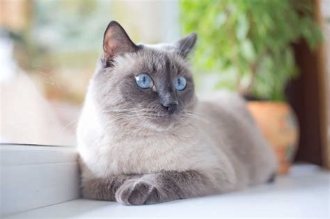 Blue Point Siamese Cat Facts Traits And More With Pictures