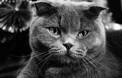 Wallpaper Cat Cat Grey Fold Scottish Fold Images For Desktop