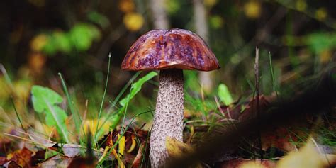 35 Mushroom Quotes Enter The Hidden Universe Of Magical Fungi