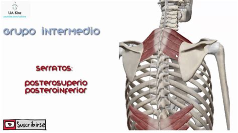 Anatomía Musculos Dorsales Del Tronco Grupo Intermedio