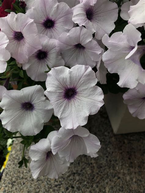 Petunia Easy Wave Silver Petunia Easy Wave Silver Picturethis