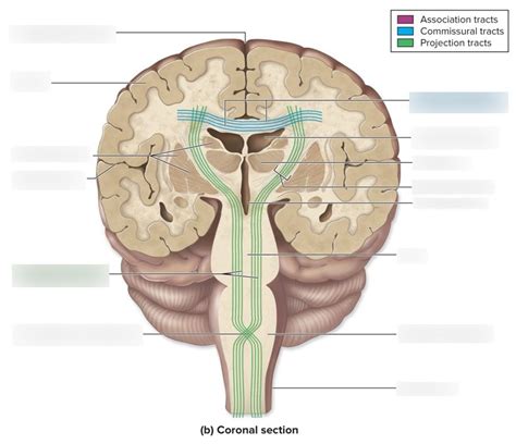 Brain And Cranial Nerves Quizlet