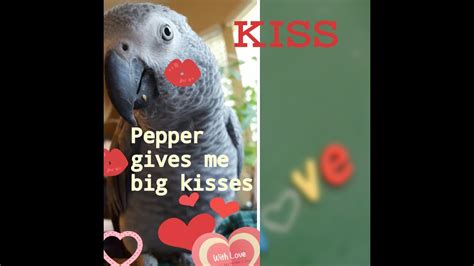 My Parrot Gives Me Big Kisses And Says I Love You Youtube