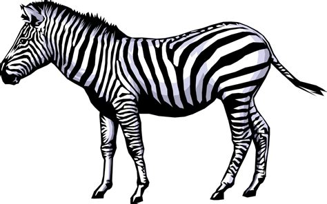 Zebra Animation Clip Art Cartoon Elements Png Download 1119700