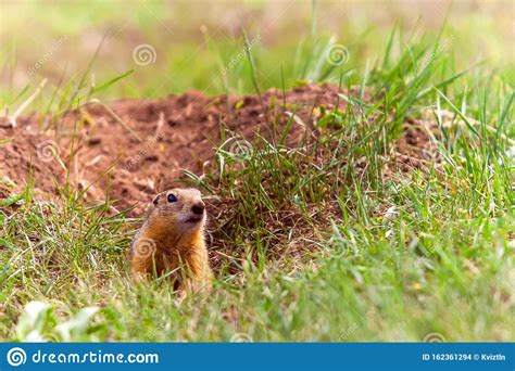 Funny Gopher Peeps Out Of A Hole In The Green Lush Grass On A Sunny Day