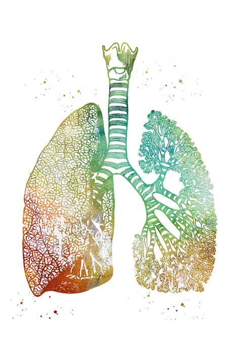 Lungs Art Digital Art By Erzebet S Fine Art America