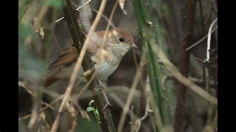 Common Nightingales Singing Αηδόνια κελαηδούν στο δάσος 15 λεπτά