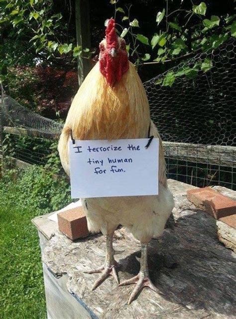 8 arsehole chickens that should be ashamed of themselves the poke