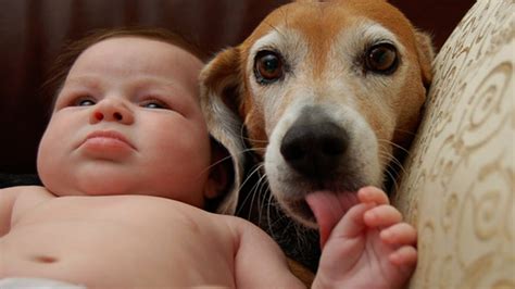 Adorable Dogs And Cats Protecting Babies Compilation