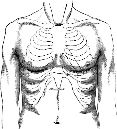 Diagram Of Chest Area Mini Chest 4 Drawer Gray Muscles In The