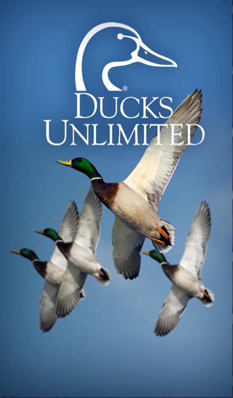 Ducks Unlimited Wallpaperduckbirdwater Birdducks Geese And Swans