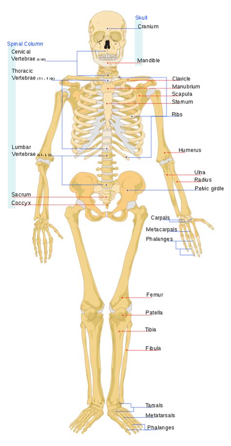 Main muscles of the muscular system. How many bones are in the human body? - Quora