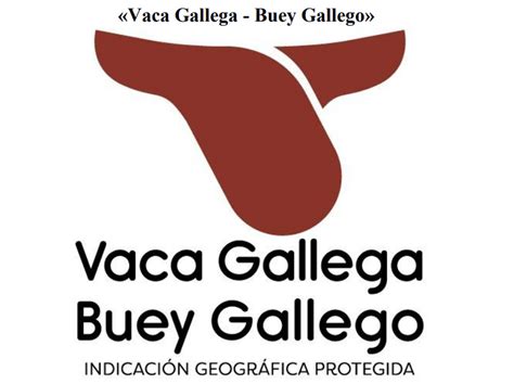 Indicación Geográfica Protegida Igp Vaca Gallega Buey Gallego