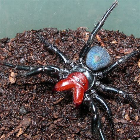Missulena Occatoria Walckenaer 1805 Red Headed Mouse Spider