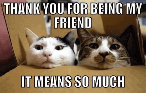 36 Best Friendship Memes Images On Pinterest Friendship