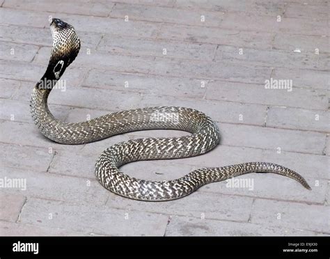 Indian Cobra Naja Naja Stock Photo Alamy