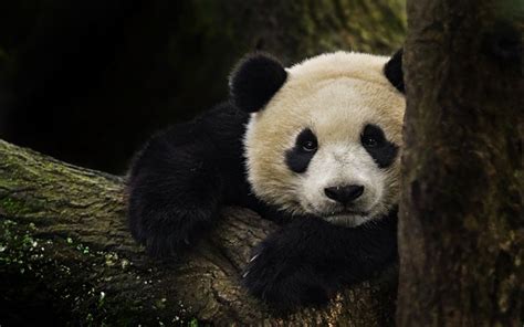 Download Wallpapers Panda Bear Wildlife Cute Animals Forest Japan