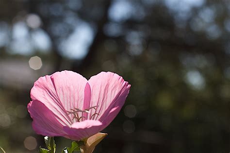 Free Images Nature Blossom Bokeh Flower Petal Botany Pink