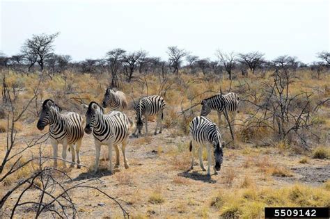 Burchell S Zebra Equus Quagga Burchellii Perissodactyla Equidae