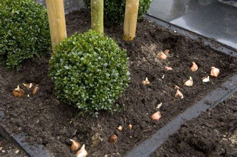 How To Plant Fall Bulbs For Long Lasting Spring Colour Garden Therapy