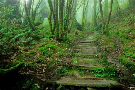 22 Mysterious Forests Id Love To Get Lost In