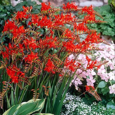 Crocosmia Lucifer Plant Perennial 1 Litre Pot £599 Perennial Flowers