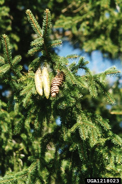 More globose than its parent. Norway spruce, Picea abies (Pinales: Pinaceae) - 1218023