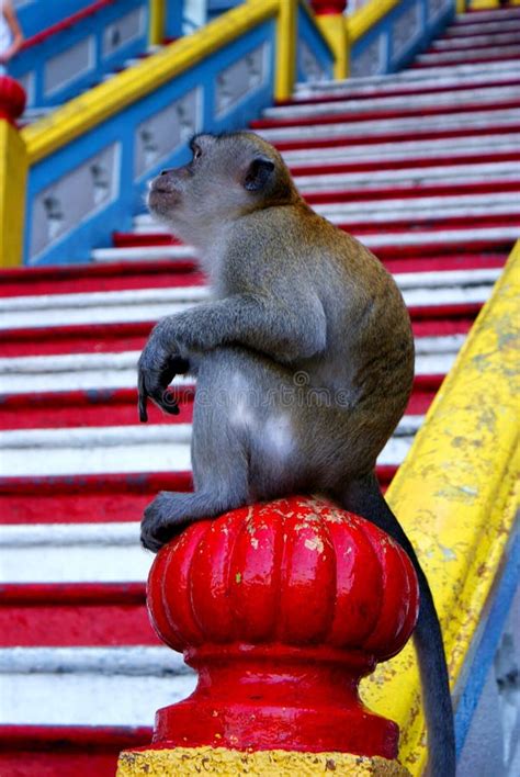 Macaque Monkeys In Front Of Famous Batu Caves In Kualalumpur Stock