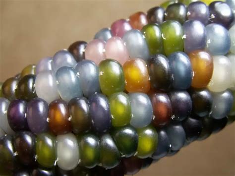 This Mulit Colored Corn Is Real And Theres A Fantastic Story Behind It