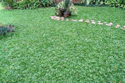 7 Jenis Rumput Hias Terbaik Untuk Taman Rumah Id