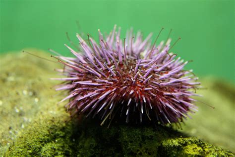 11 25 15 Purple Sea Urchin From Rons Temperate Marine Series Rons